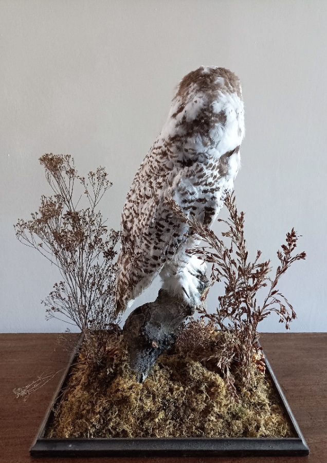 A Cased Taxidermy Snowy Owl, 1920’s (3).jpg